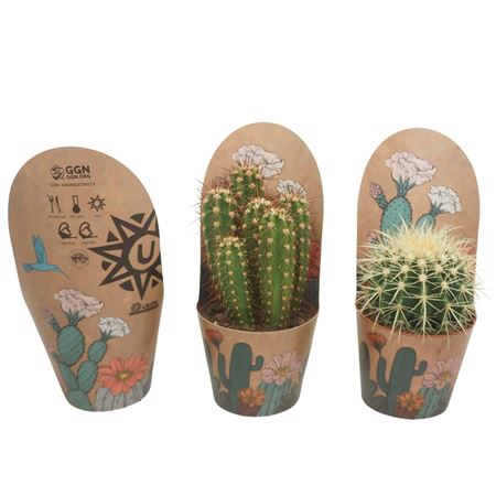 Cactus Mix In Ubink Potcover