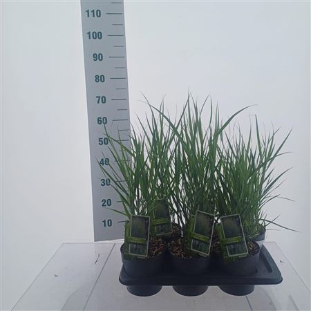 Panicum Virgatum Heavy Metal