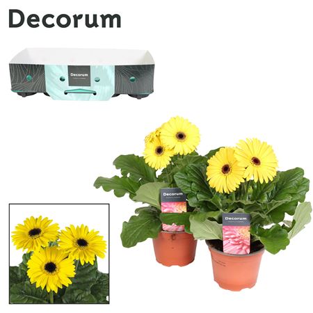 Gerbera Yellow 2+ Showbox (decorum)