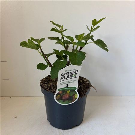 Ficus Carica Del Portugallo