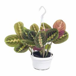 Маранта Фасцинатор Триколор