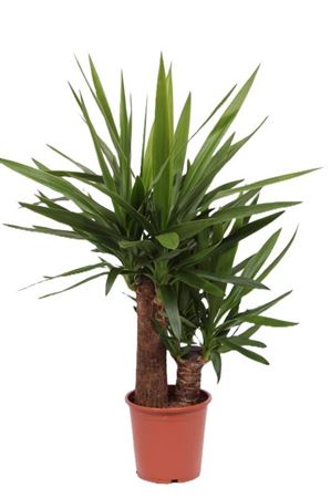 Yucca Elephantipes 45-20
