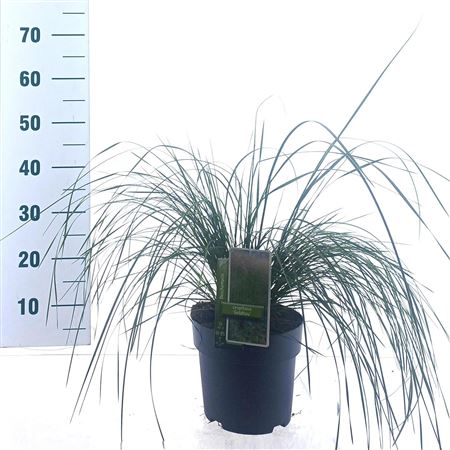 Deschampsia Cespitosa Goldtau
