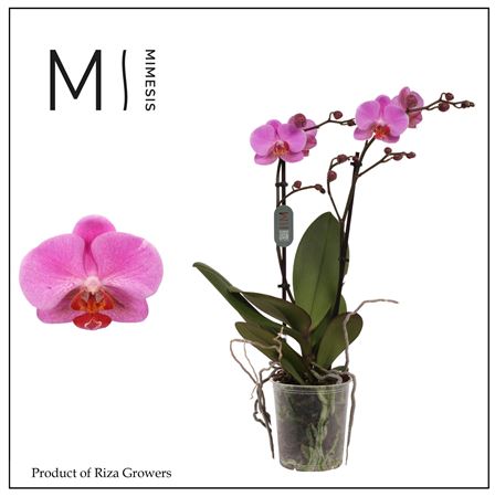 Phal 2st Fredrikstad 16+ (mimesis)
