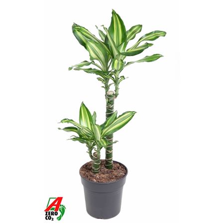 Drac Silver Dream 45-15