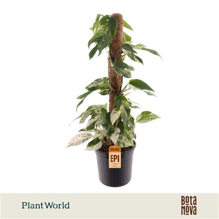 Epipremnum Marble King Mosspole