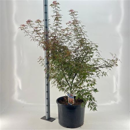 Acer Pal. Royal Garnet ('opstal11pbr)