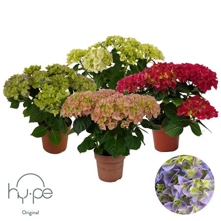 Hydrangea Ma Mix 5+ (hy-pe)