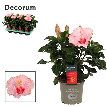 Hibiscus Jersey Pink 4+ (decorum)