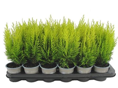 Chamaecyparis Laws Erecta Aurea
