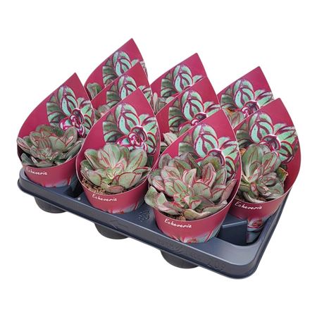 Echeveria Nodulosa Potcover