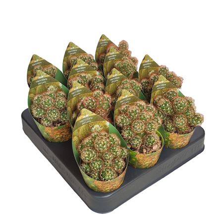 Mammillaria Elongata Anguinea Potcover