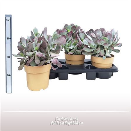 Cotyledon Karoo