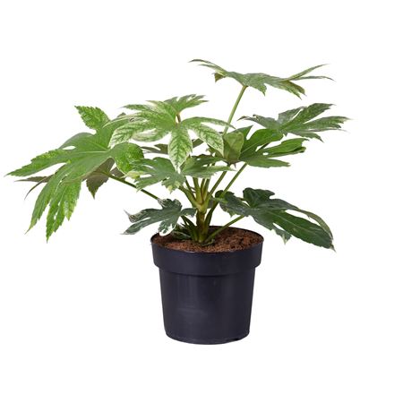 Fatsia Japonica Spider Web