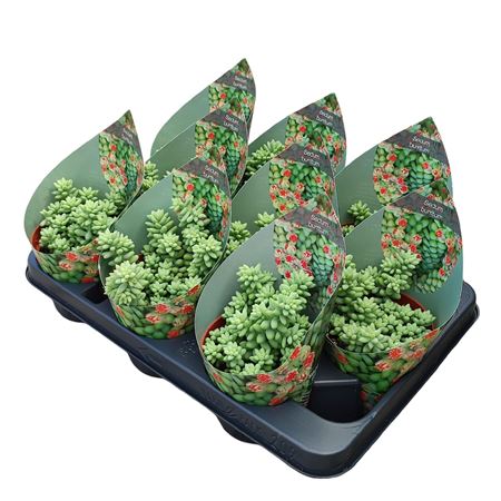 Sedum Burritum Potcover