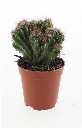Cereus Peruvianus Monstrosus Red