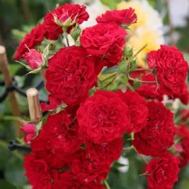 Роза плетистая Климбинг Фая Лобби