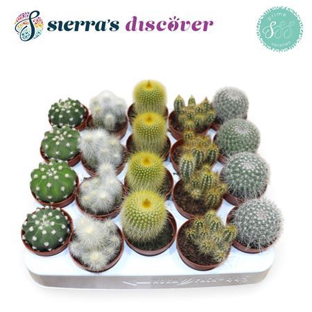 Cactus Granda Mix