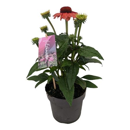 Echinacea Mooodz Sympathy