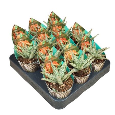 Aloe Doran Black Potcover