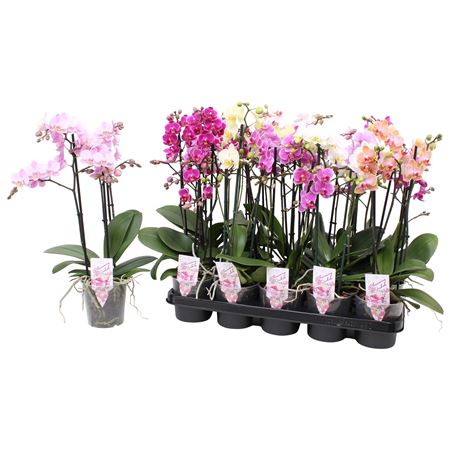 Phal Multi 3st Mix 30+ (pannekoek)
