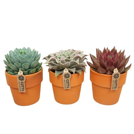 Echeveria Mix In Terracotta