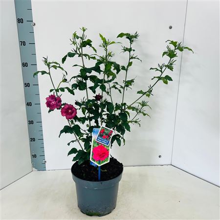 Hibiscus Syr Ruby Chiffon