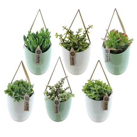 Succulent In Hangpot + Display Box