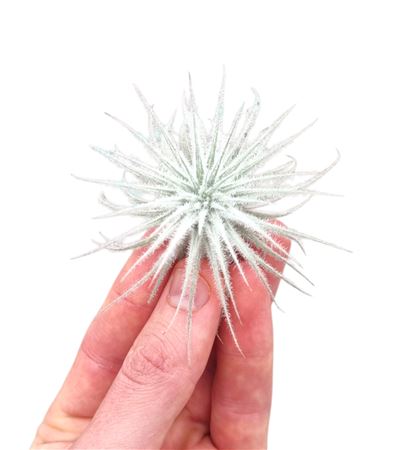 Tillandsia Tectorum White Small