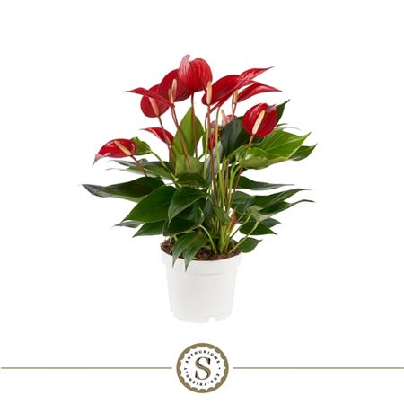 Anth An Mille Fleurs Roja 7+ (stolk)