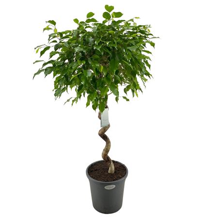 Ficus Be Exotica Spiral