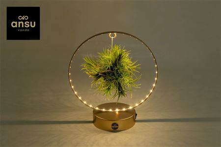 Tillandsia Christmas Edition - Gold