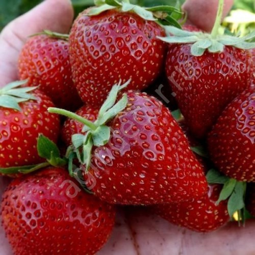 Земляника Антея