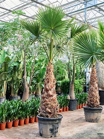 Washingtonia Robusta Hybrid