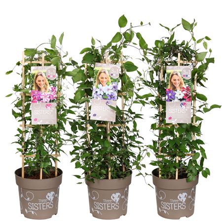 Clematis Three Sisters Obelisk