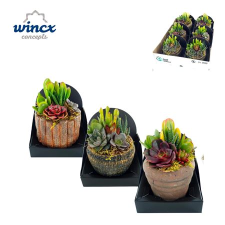 Succulent Bowl