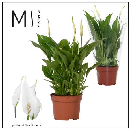 Spath Rondo 8+ (mimesis)