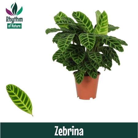 Calathea Zebrina (rhythm Of Nature)