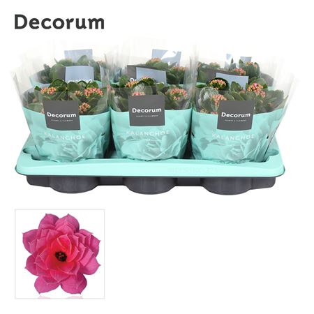Kal Cal Pink (decorum)
