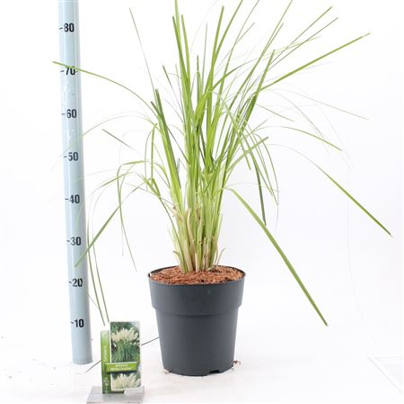Cortaderia Sell White Feather