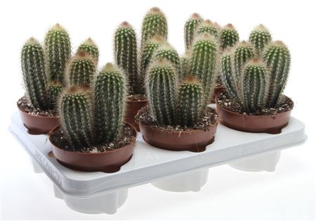 Cactus Pilosocereus Chrysostele