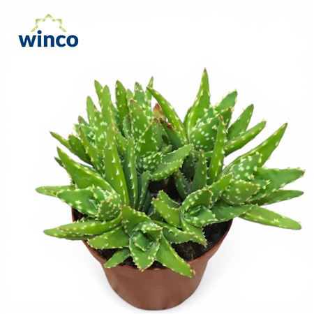 Aloe Mitriformis Ssp. Group
