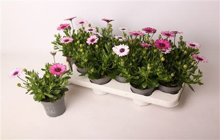 Osteospermum Senorita Linda