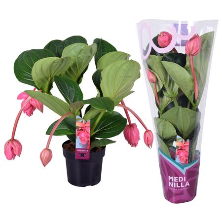 Medinilla Magnifica Flamenco 2 Etage 5fl. Exclusiv