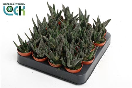 Haworthia Gasworthia Royal Highness