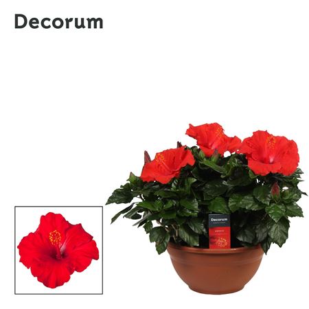 Hibiscus Premiere Red 10+ (decorum)