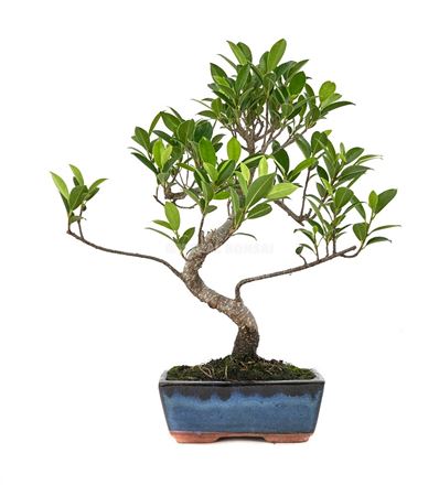 Bonsai Ficus Retusa S-shape (indoor Bonsai)