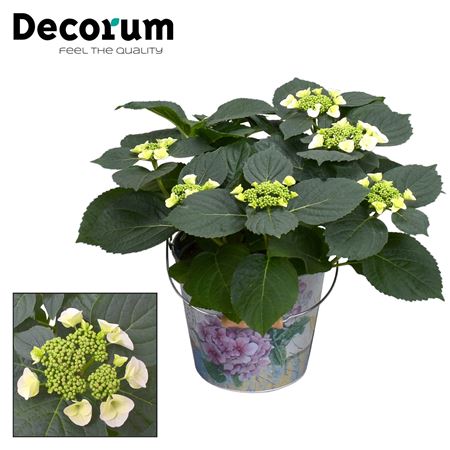 Hydrangea Teller Benxi White 7+ In Bucket (decorum