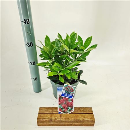Skimmia Jap Rubella