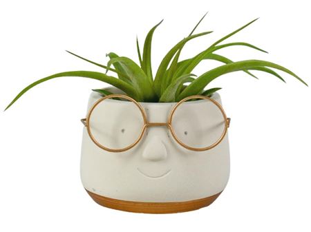Tillandsia Golden Dude